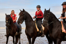 Animal, Cheval, Sport, Equitation