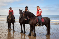 Animal, Cheval, Sport, Equitation