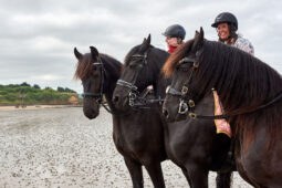 Animal, Cheval, Sport, Equitation