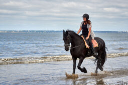 Animal, Cheval, Sport, Equitation
