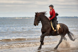 Animal, Cheval, Sport, Equitation