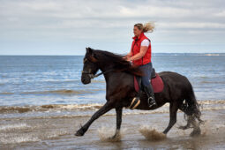 Animal, Cheval, Sport, Equitation