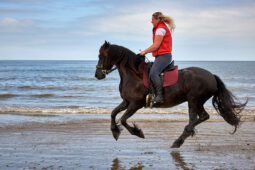 Animal, Cheval, Sport, Equitation