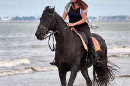 Animal, Cheval, Sport, Equitation