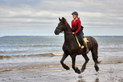 Animal, Cheval, Sport, Equitation
