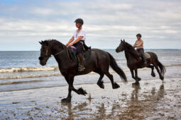 Animal, Cheval, Sport, Equitation