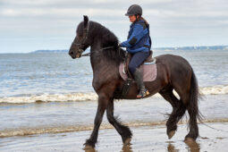 Animal, Cheval, Sport, Equitation