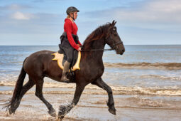 Animal, Cheval, Sport, Equitation