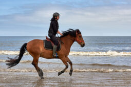 Animal, Cheval, Sport, Equitation