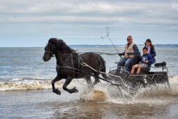 Animal, Cheval, Sport, Equitation