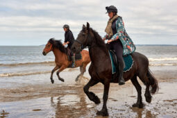 Animal, Cheval, Sport, Equitation