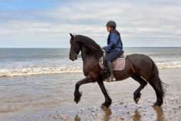 Animal, Cheval, Sport, Equitation