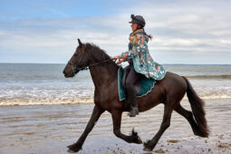Animal, Cheval, Sport, Equitation