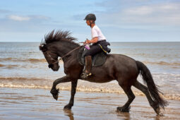 Animal, Cheval, Sport, Equitation
