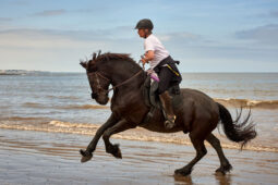 Animal, Cheval, Sport, Equitation