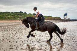 Animal, Cheval, Sport, Equitation