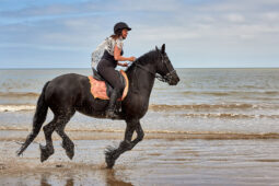 Animal, Cheval, Sport, Equitation