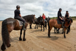 Animal, Cheval, Sport, Equitation