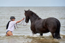 Animal, Cheval, Sport, Equitation