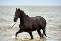Animal, Cheval, Sport, Equitation