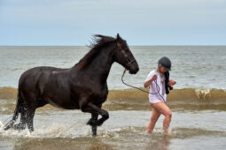 Animal, Cheval, Sport, Equitation