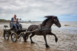 Animal, Cheval, Sport, Equitation