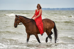 Animal, Cheval, Sport, Equitation