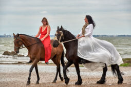 Animal, Cheval, Sport, Equitation