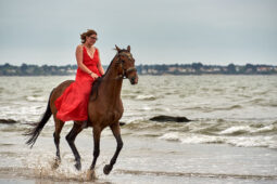 Animal, Cheval, Sport, Equitation