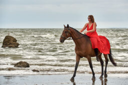 Animal, Cheval, Sport, Equitation