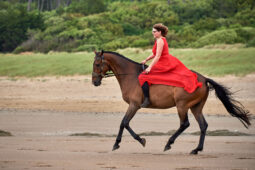 Animal, Cheval, Sport, Equitation