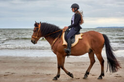 Animal, Cheval, Sport, Equitation