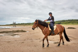 Animal, Cheval, Sport, Equitation