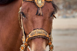 Animal, Cheval, Sport, Equitation