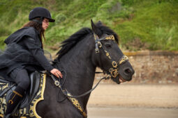 Animal, Cheval, Sport, Equitation