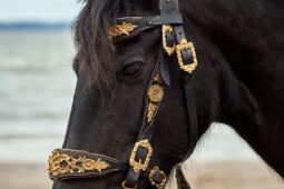 Animal, Cheval, Sport, Equitation