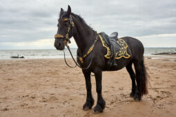 Animal, Cheval, Sport, Equitation
