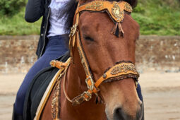 Animal, Cheval, Sport, Equitation