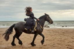 Animal, Cheval, Sport, Equitation