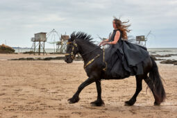 Animal, Cheval, Sport, Equitation