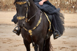 Animal, Cheval, Sport, Equitation