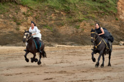 Animal, Cheval, Sport, Equitation