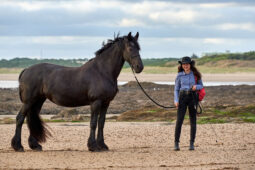 Animal, Cheval, Shooting, Sport, Equitation