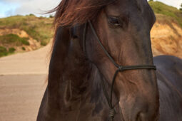 Animal, Cheval, Shooting, Sport, Equitation