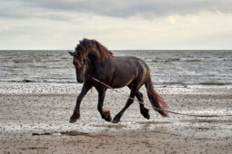 Animal, Cheval, Shooting, Sport, Equitation
