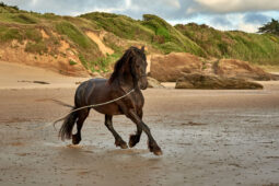 Animal, Cheval, Shooting, Sport, Equitation