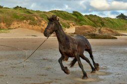 Animal, Cheval, Shooting, Sport, Equitation