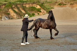 Animal, Cheval, Shooting, Sport, Equitation