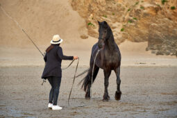Animal, Cheval, Shooting, Sport, Equitation