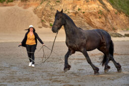 Animal, Cheval, Shooting, Sport, Equitation